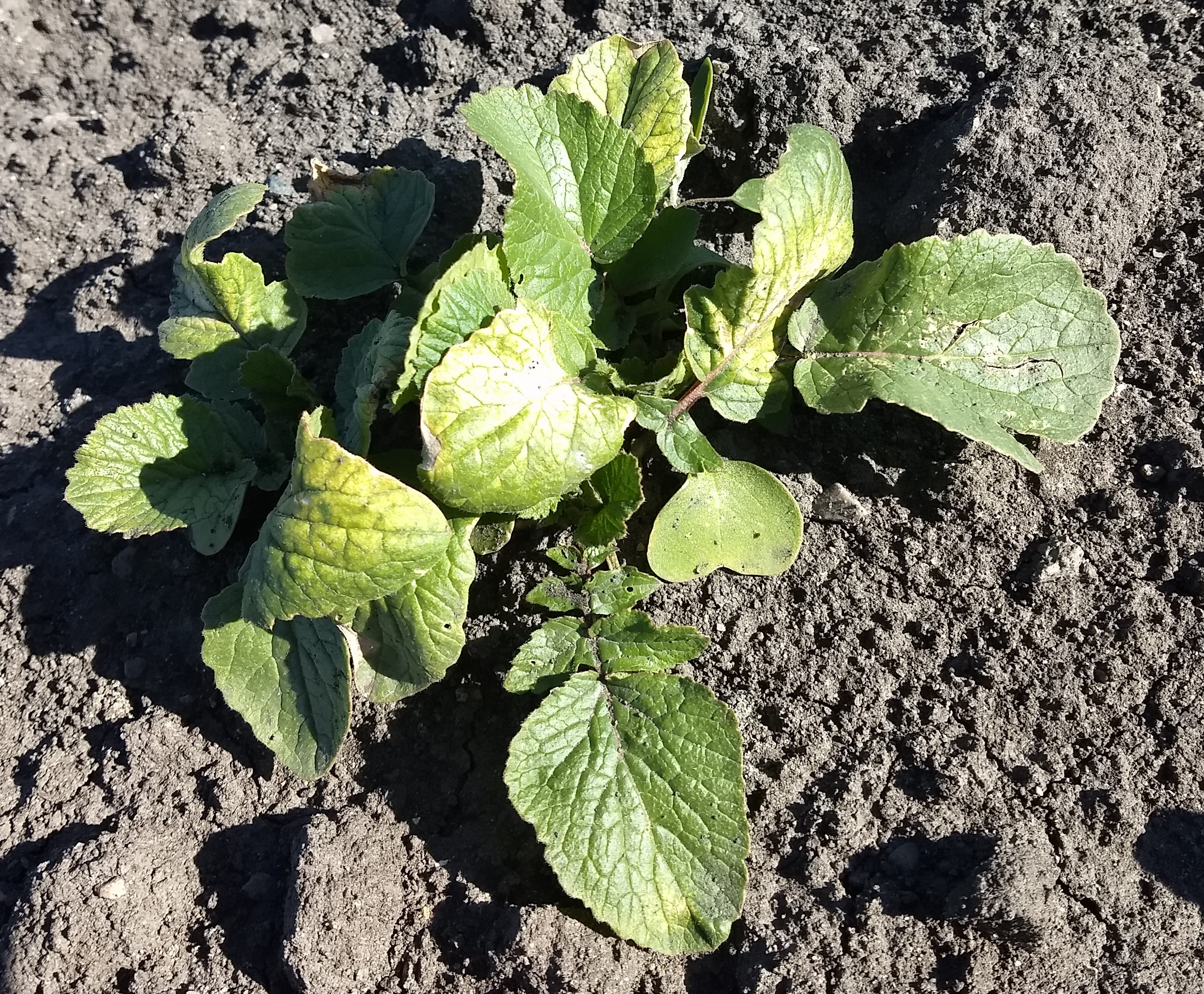 Radishes with freeze damage.